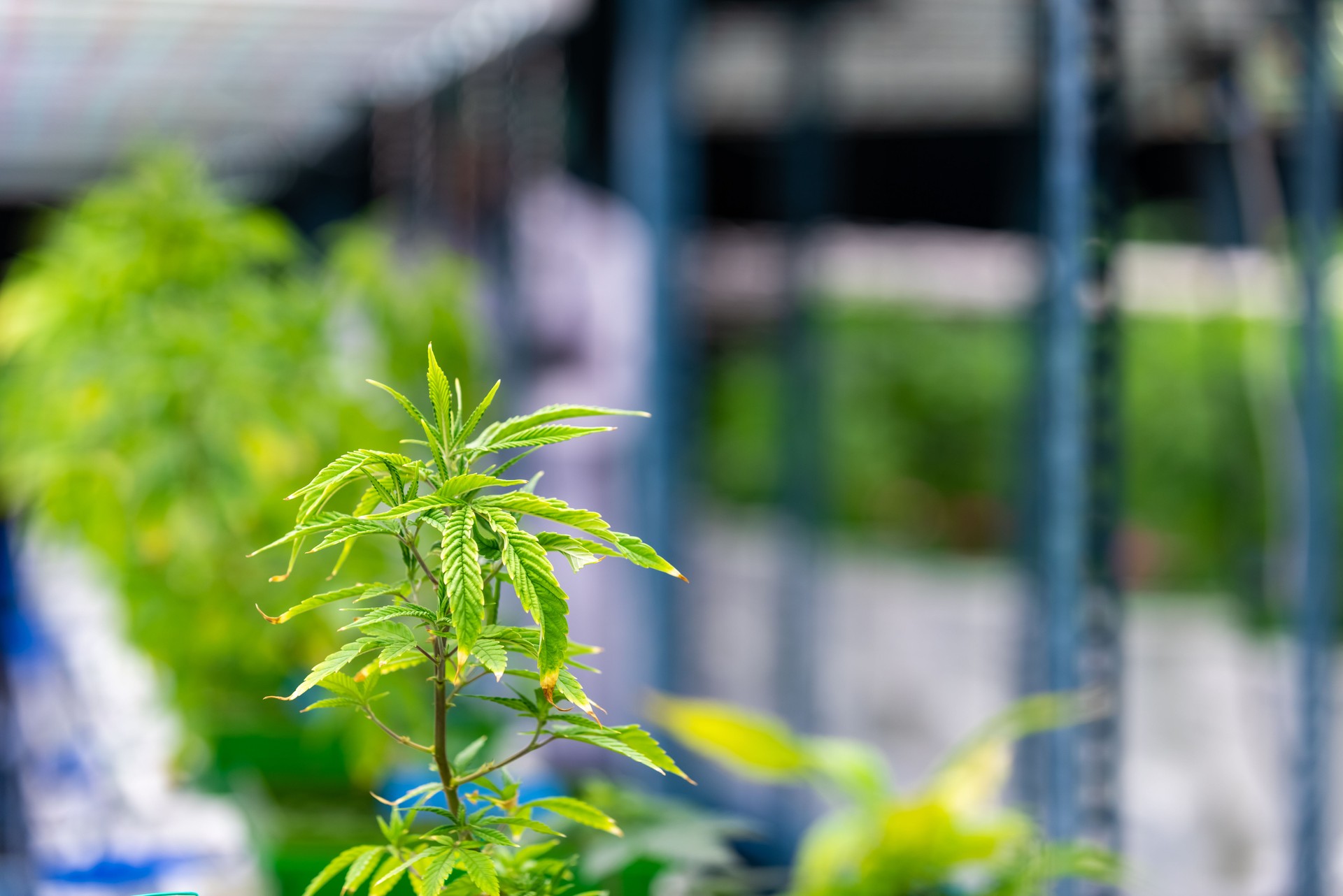 Organic cannabis plant in laboratory farm.