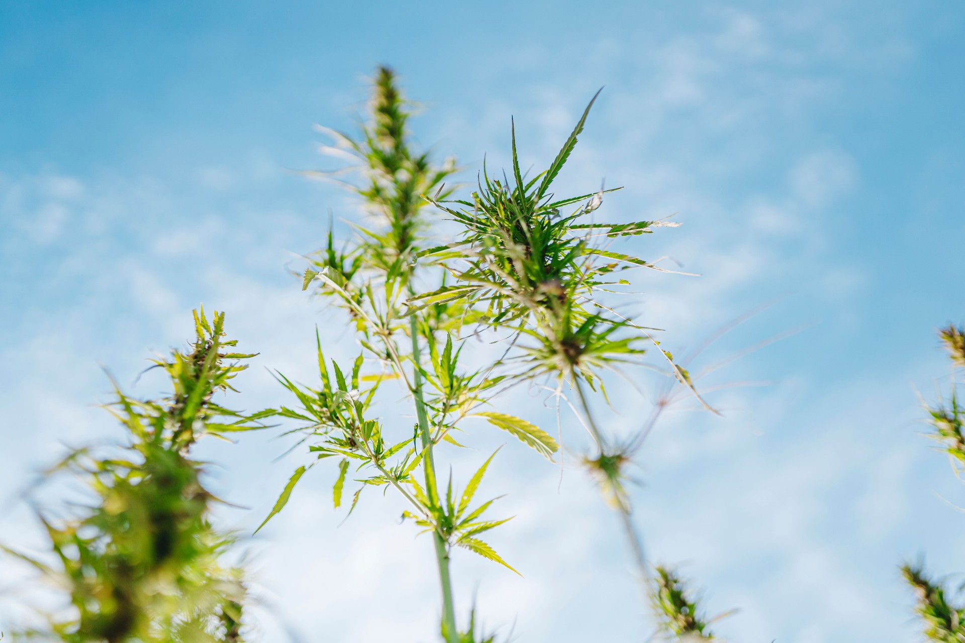 Medical cannabis field