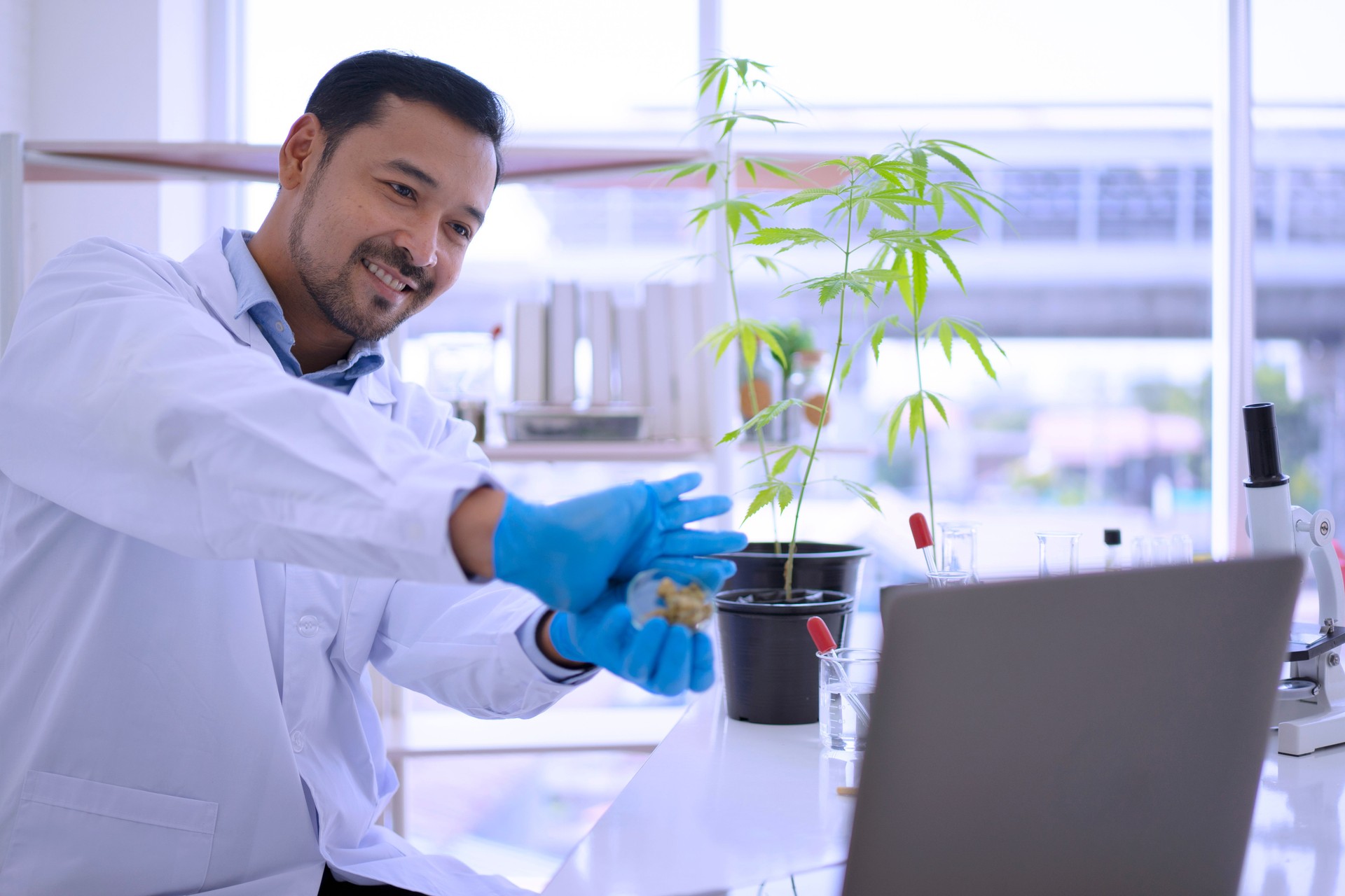 scientist is working with cannabis at laboratory.