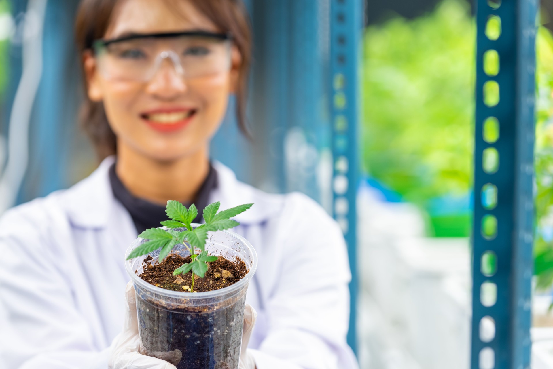 Asian woman scientist working in laboratory cannabis farm.