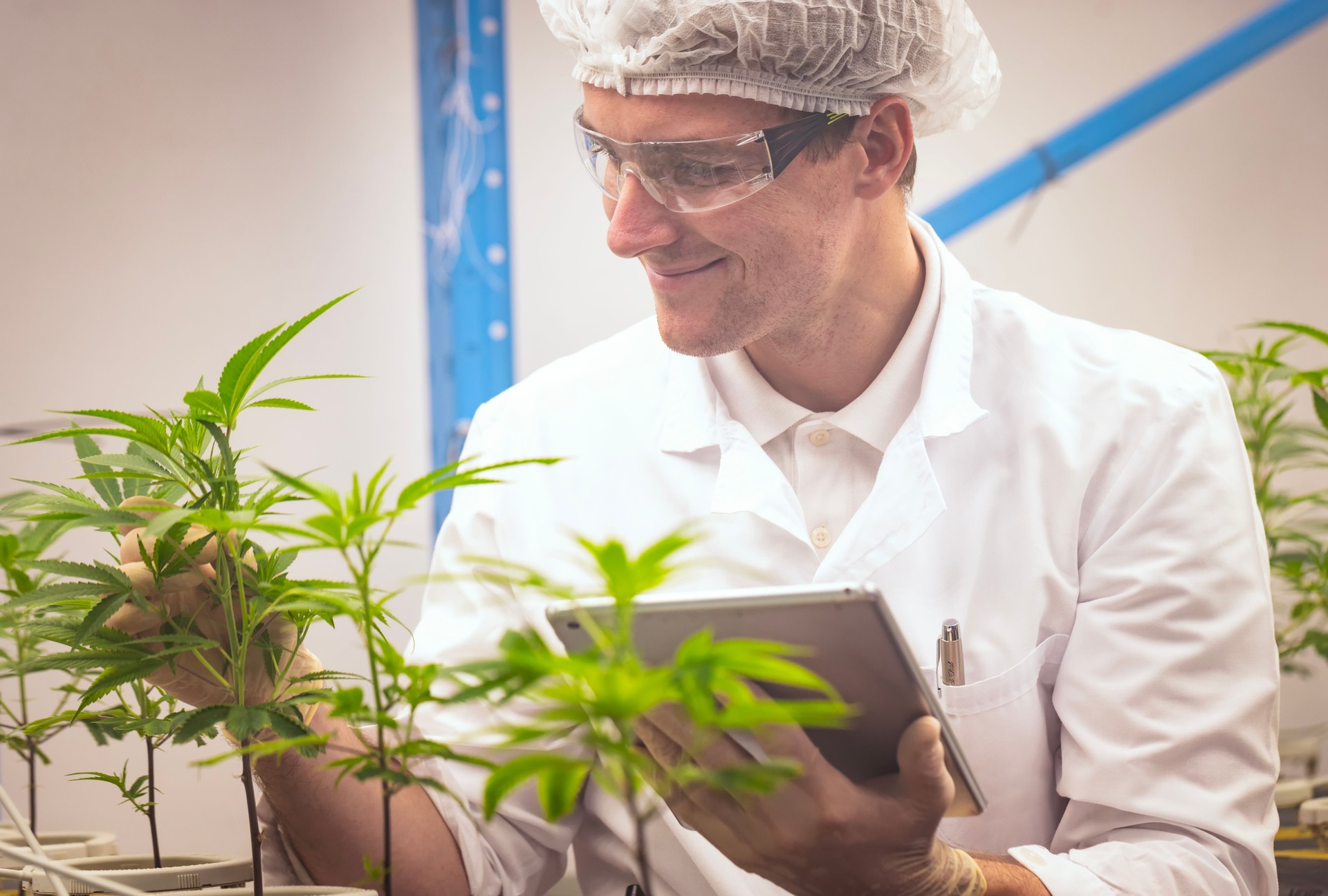 Botanist Biologist working research in Indoor Marijuana farm for health medical