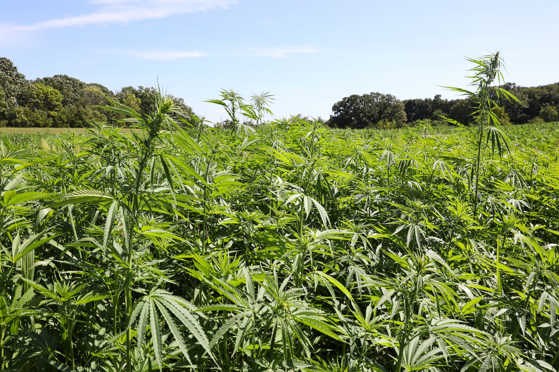 Hemp field