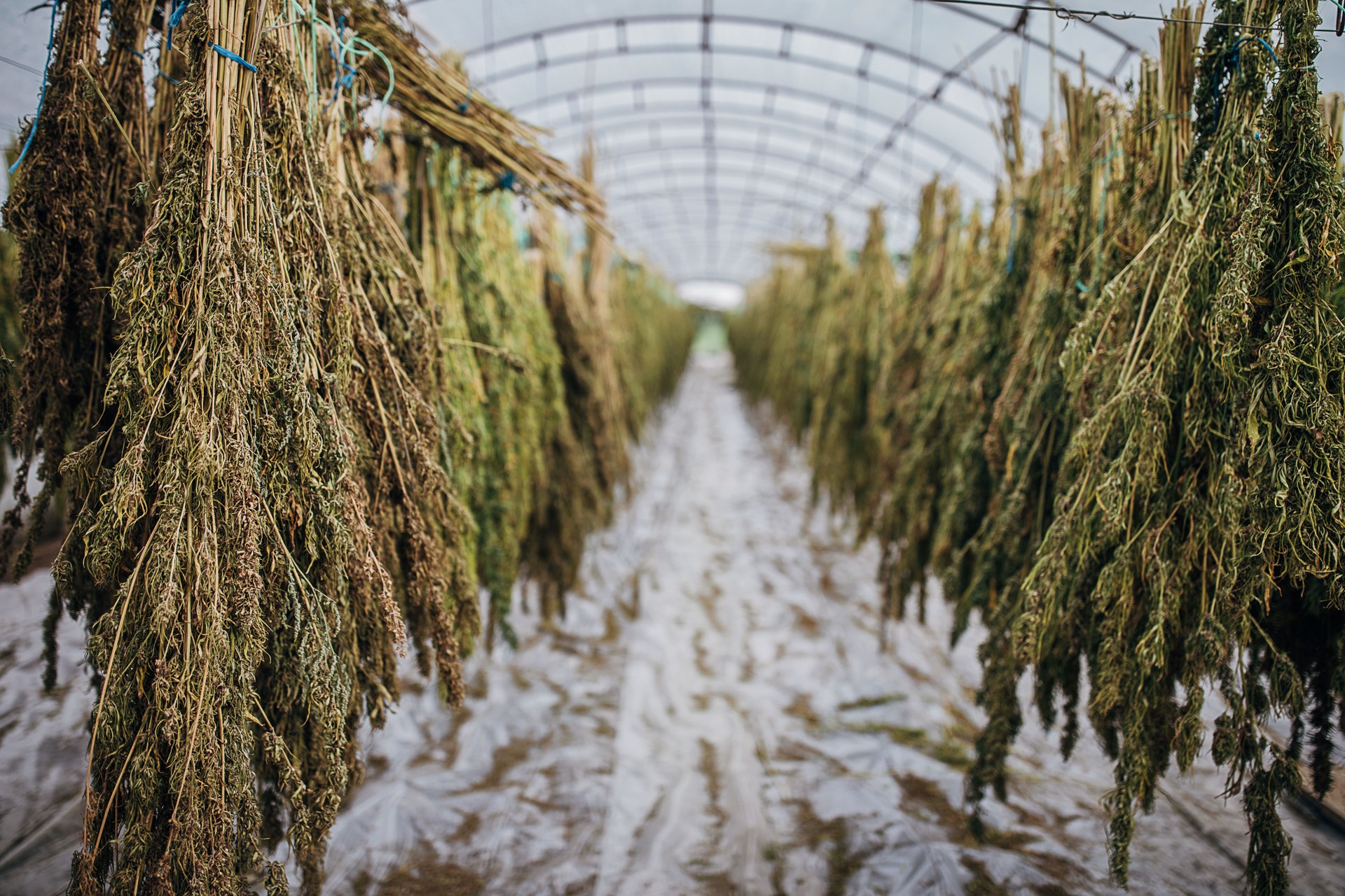 Green house full with dry cannabis plants hanging and drying