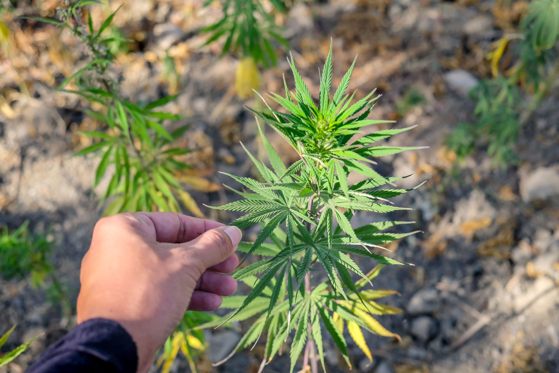 Grow hemp for CBD