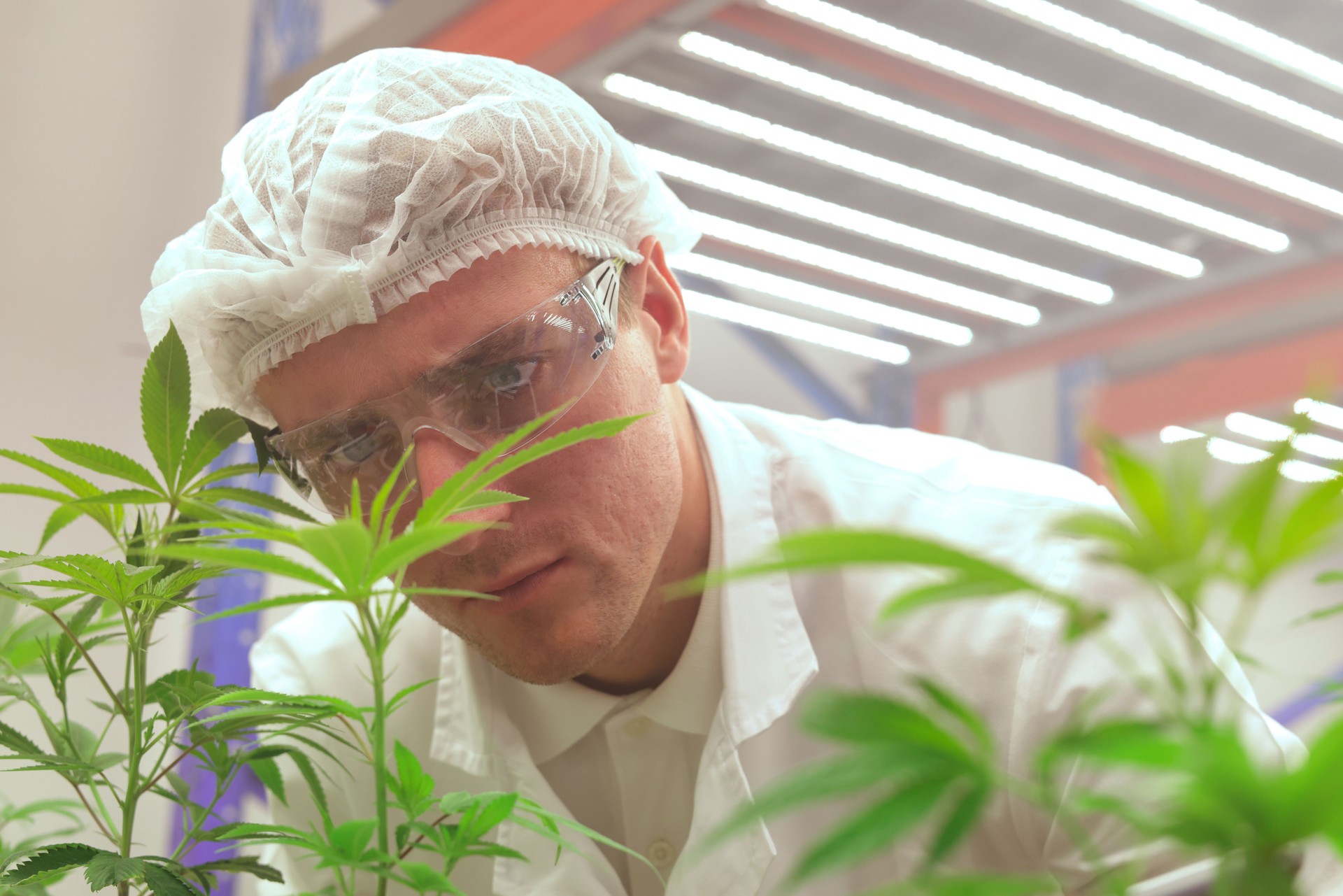 Professional researchers in white coats have examined Cannabis plants.