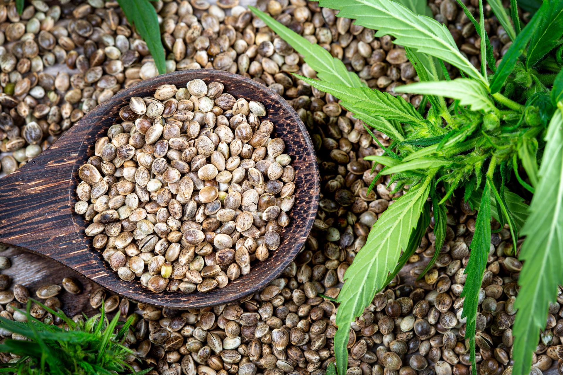 Close-up of hemp seed in wooden spoon