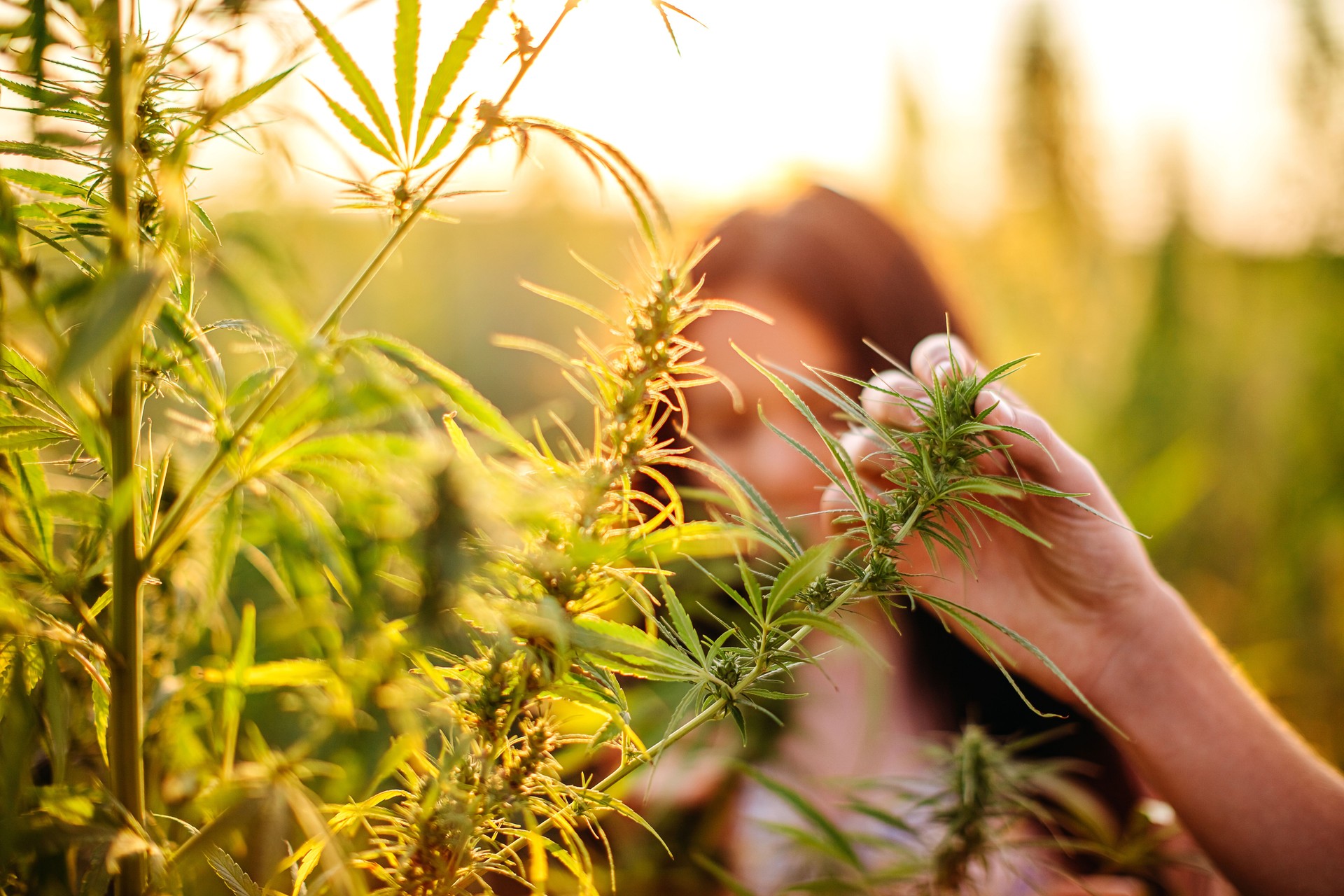 Marijuana field