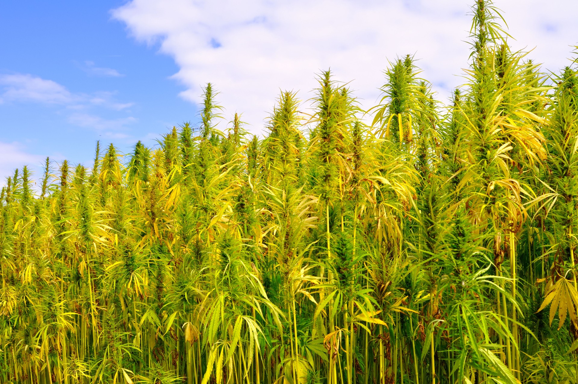 Hemp field