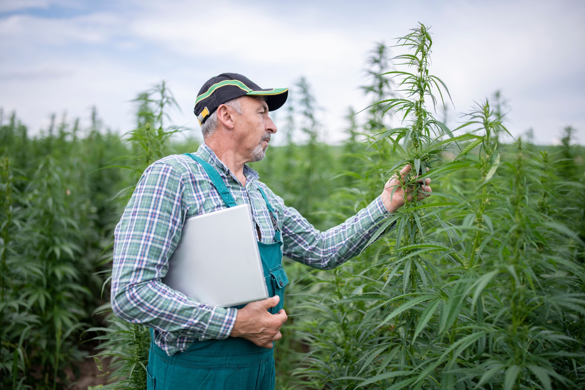 Agronomist using laptop in a hemp field.